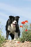 BORDER COLLIE 419
